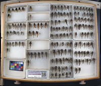 Media resource of Proctacanthus micans