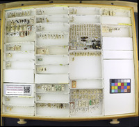 Media resource of Brachymeria parvula