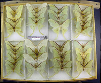 Media resource of Actias luna