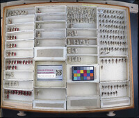 Media resource of Cophura texana