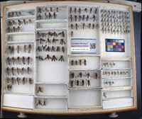 Media resource of Diogmites angustipennis