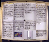 Media resource of Ceraclea alagma