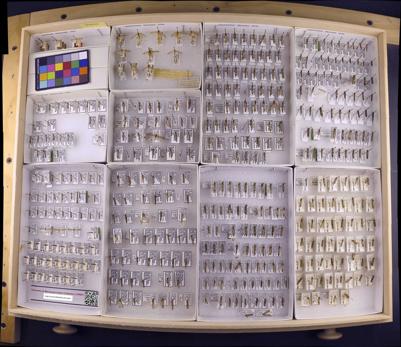 Ceraclea arielles image