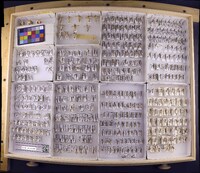 Media resource of Ceraclea arielles