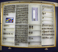 Media resource of Efferia zonata