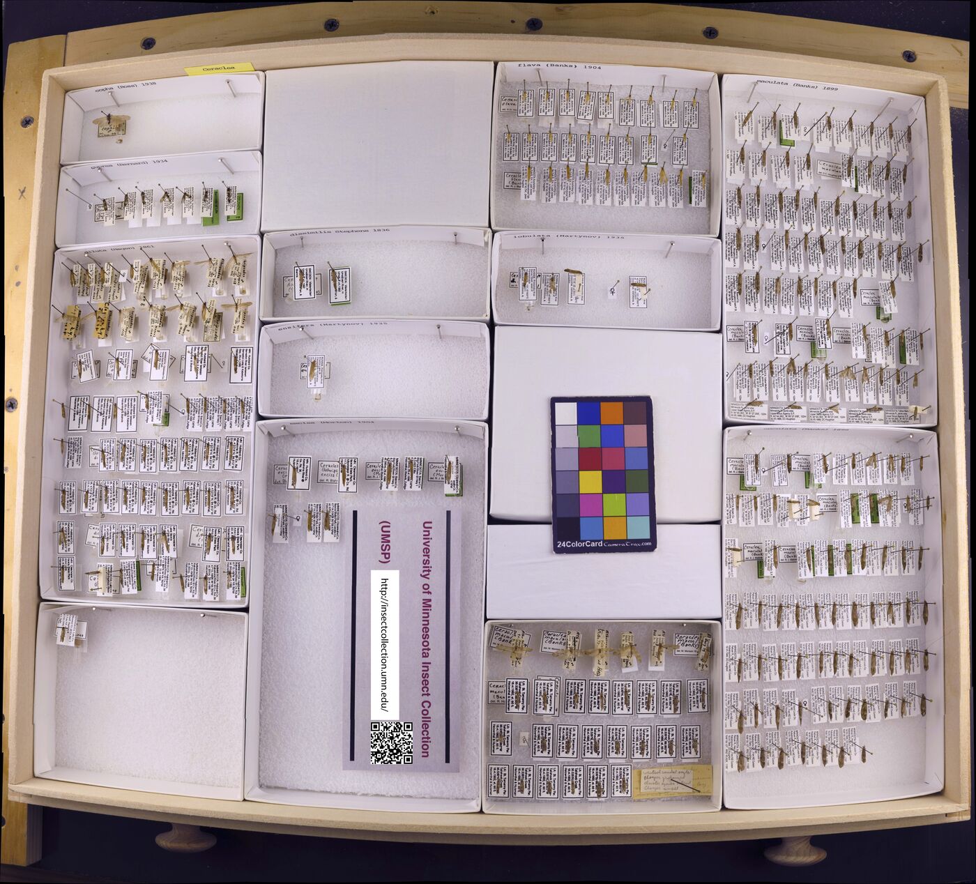 Ceraclea copha image