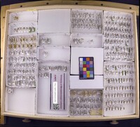 Media resource of Ceraclea copha