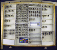 Media resource of Efferia prairiensis