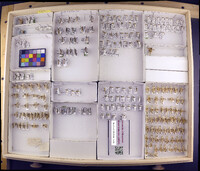 Media resource of Ceraclea mentiea