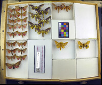 Media resource of Adelowalkeria flavosignata