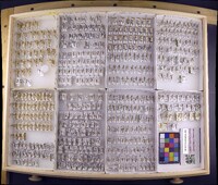 Media resource of Ceraclea tarsipunctata