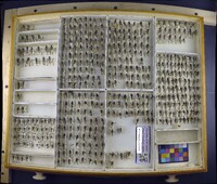 Media resource of Machimus notatus