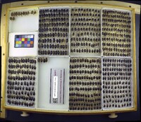 Media resource of Eretes sticticus