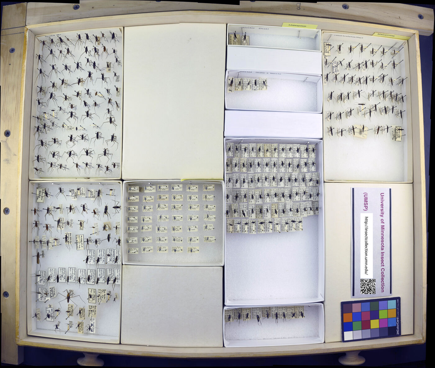 Limnoporus canaliculatus image