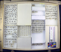 Media resource of Limnoporus canaliculatus