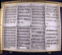 Media resource of Ceraclea transversa