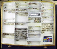 Media resource of Monophadnus aequalis