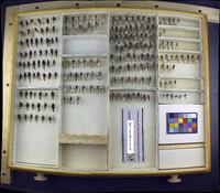 Media resource of Efferia anomala