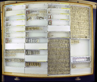 Media resource of Ablerus clisiocampae