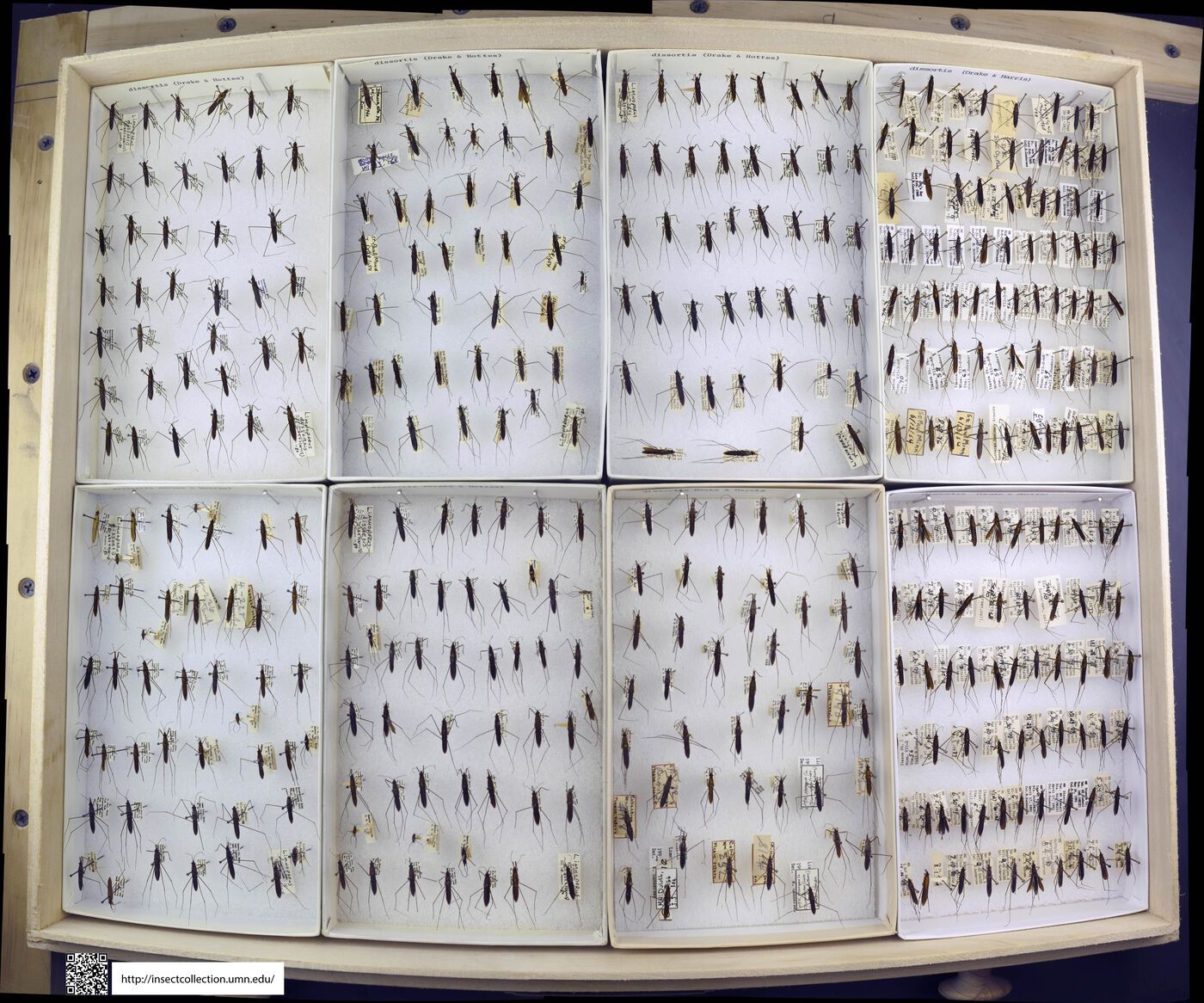 Limnoporus dissortis image