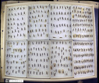 Media resource of Limnoporus dissortis