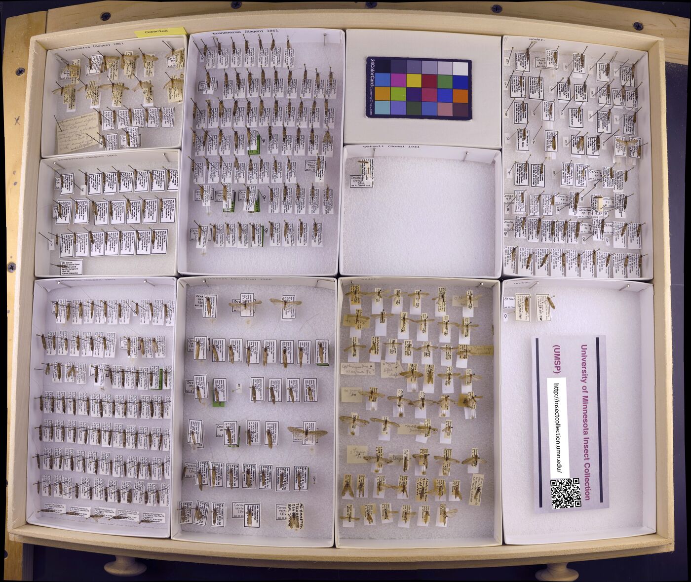 Ceraclea wetzeli image