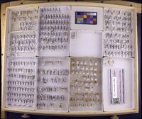 Media resource of Ceraclea wetzeli