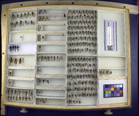 Media resource of Philonicus truquii