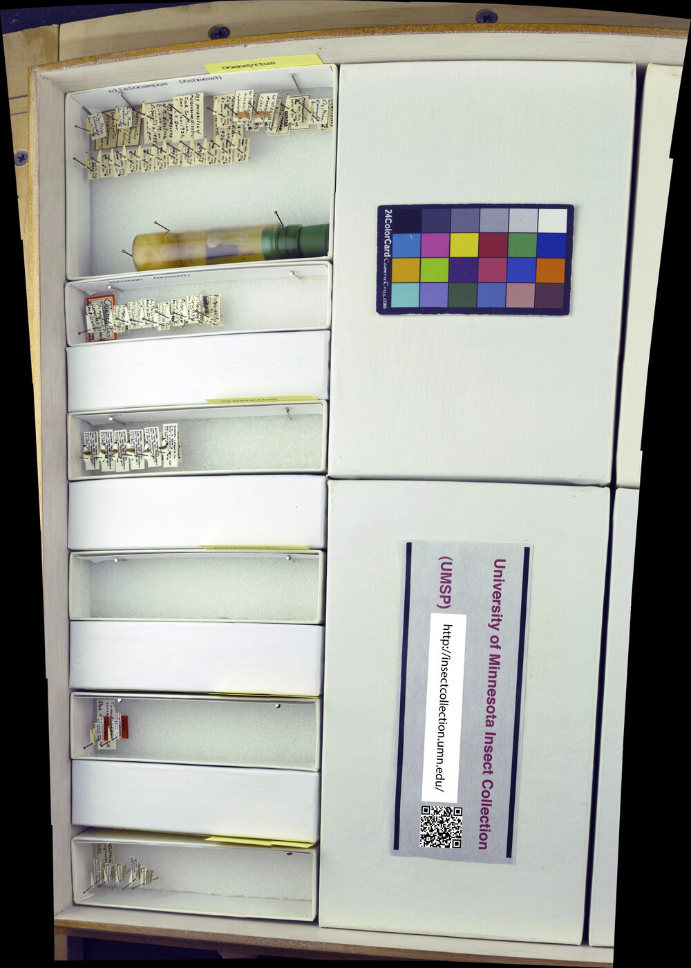 Ooencyrtus clisiocampae image