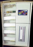 Media resource of Ooencyrtus clisiocampae