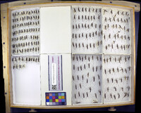 Limnoporus dissortis image