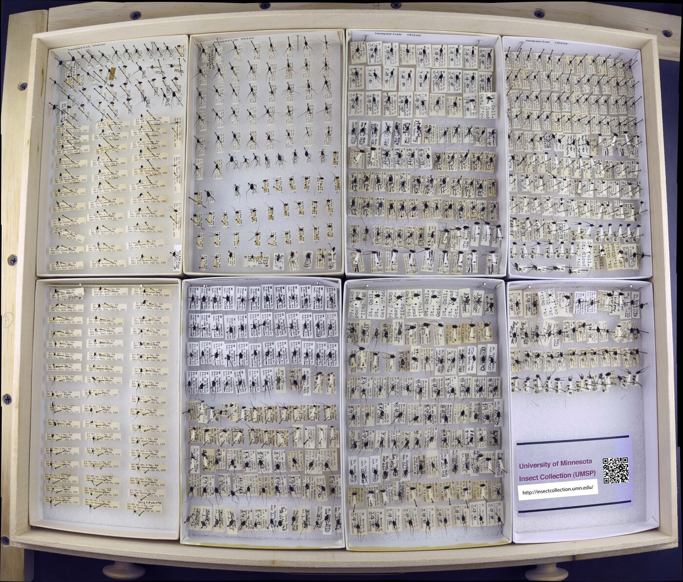 Metrobates hesperius image