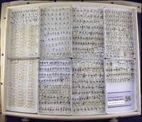 Media resource of Metrobates hesperius