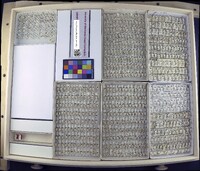 Media resource of Rheumatobates palosi