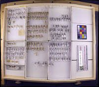 Media resource of Mystacides interjectus