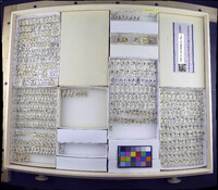 Media resource of Trepobates becki