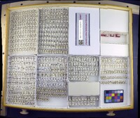 Media resource of Trepobates subnitidus