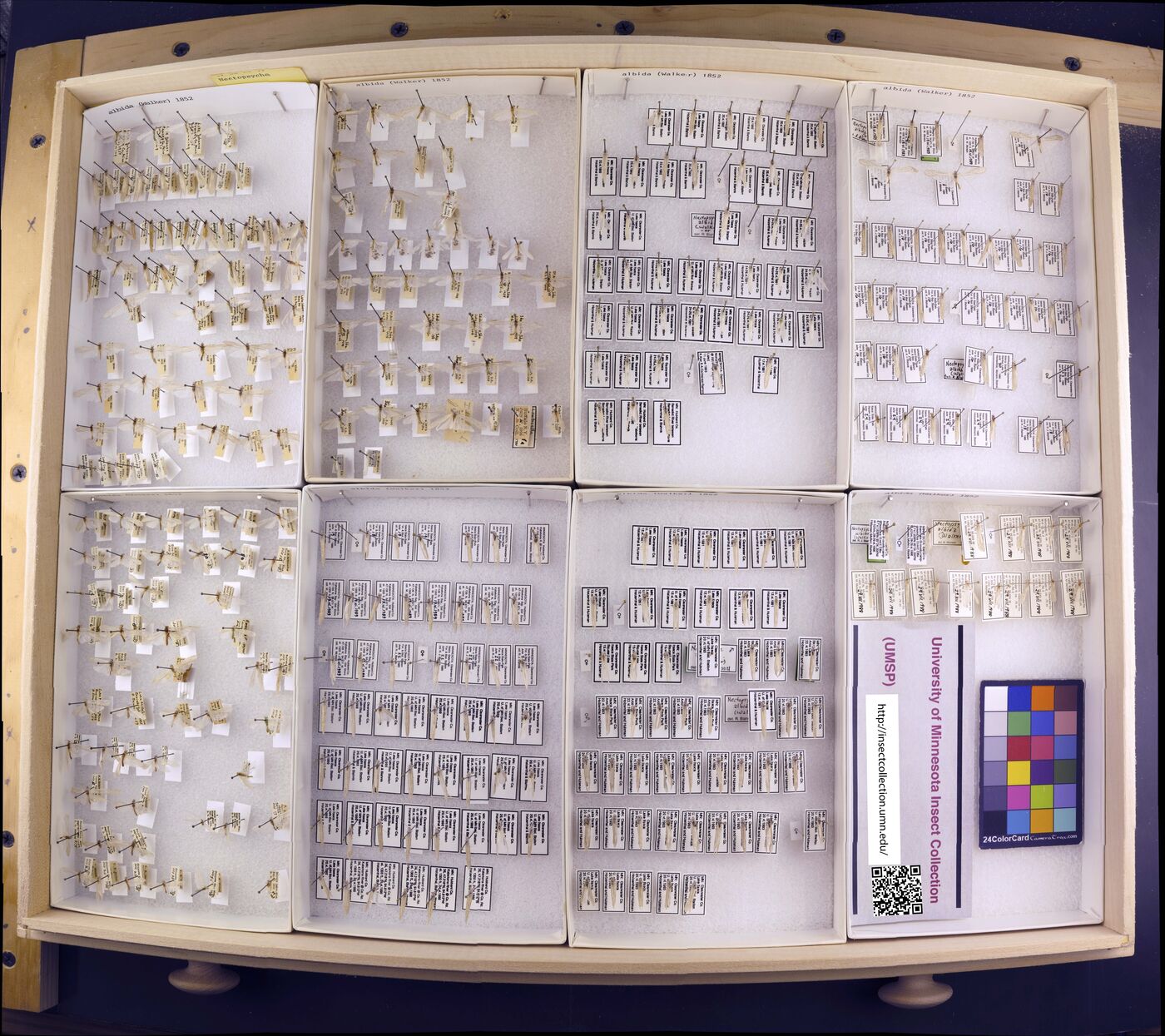 Nectopsyche albida image