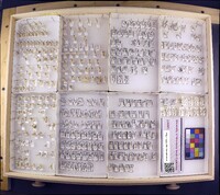 Media resource of Nectopsyche albida