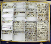 Media resource of Nematus ventralis