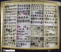 Media resource of Laphria aktis