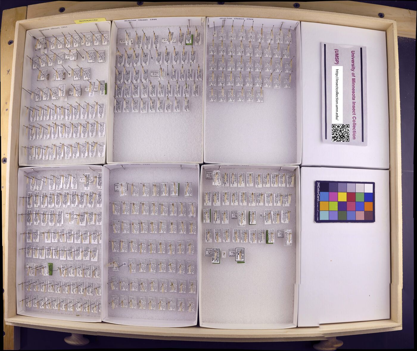 Nectopsyche diarina image