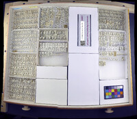 Media resource of Microvelia americana