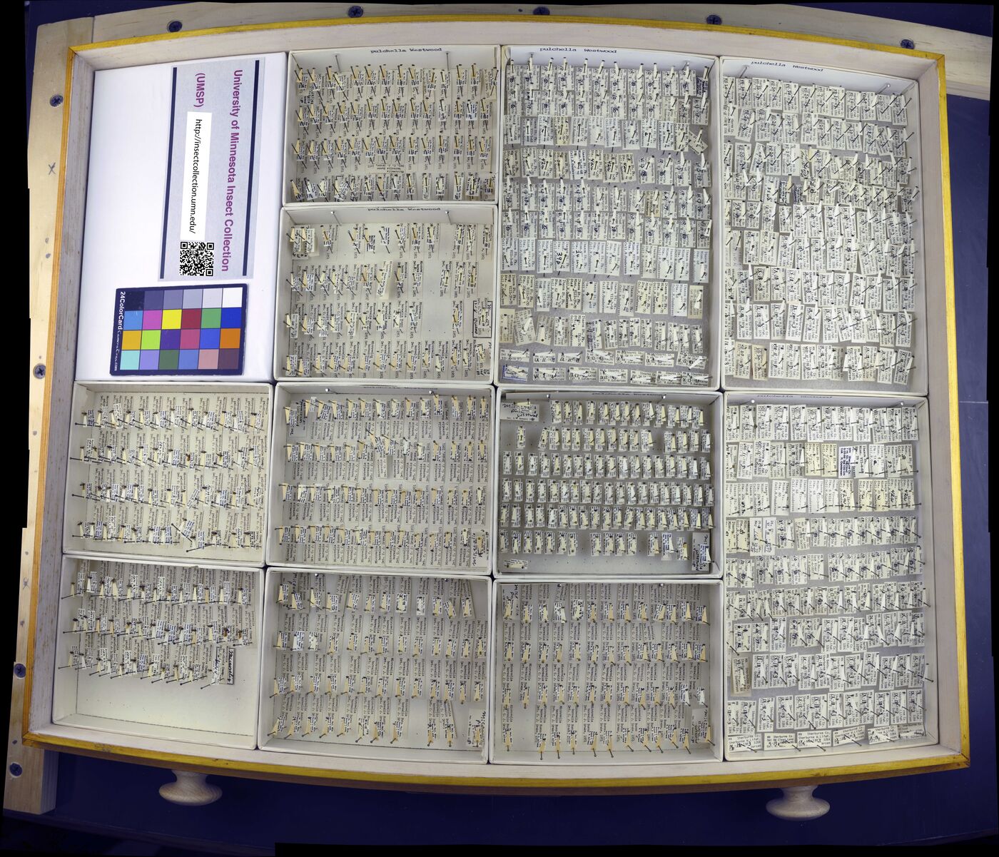 Microvelia pulchella image