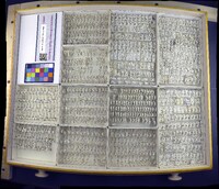 Media resource of Microvelia pulchella