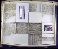 Microvelia pulchella image