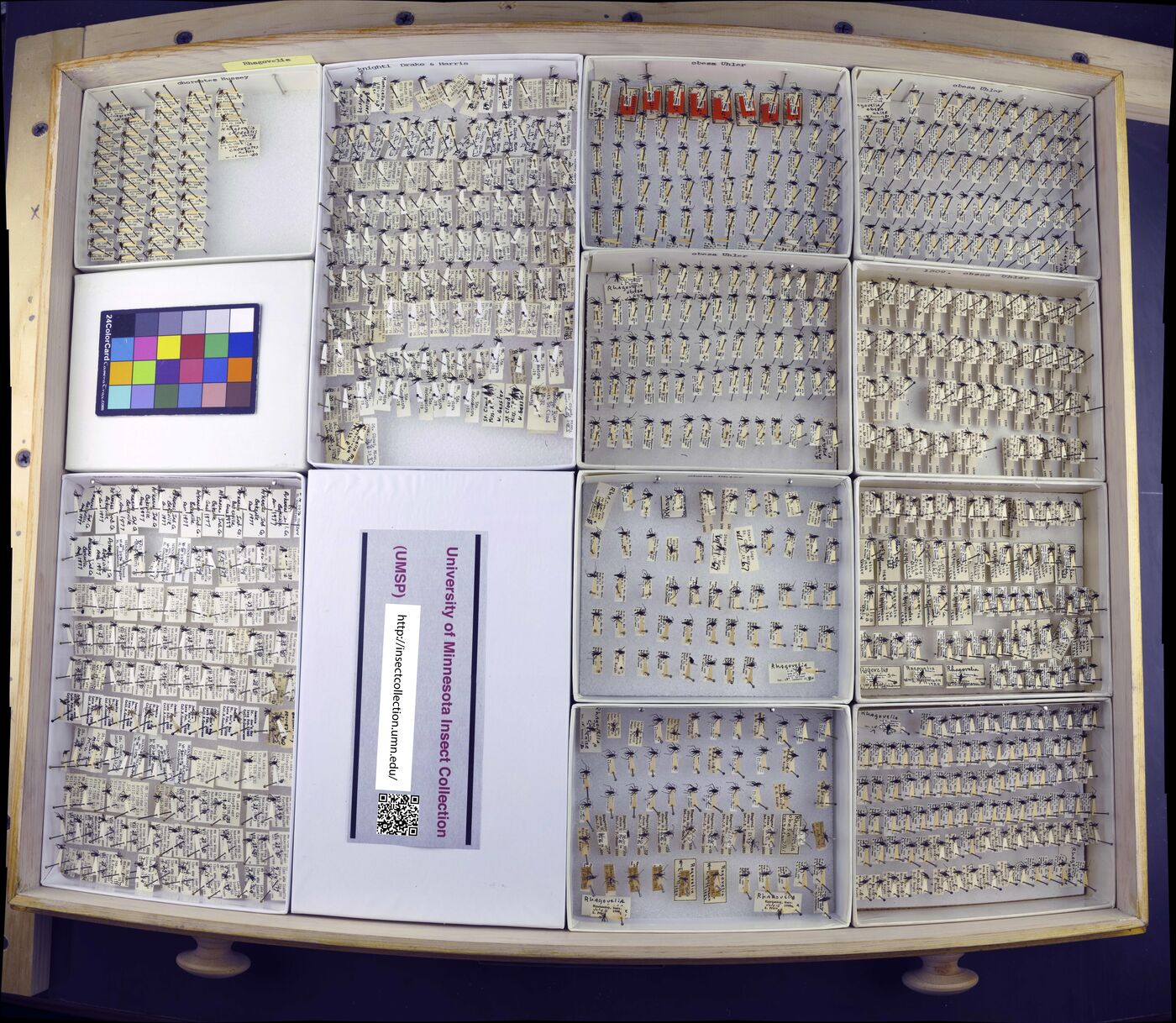 Rhagovelia choreutes image