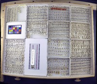 Media resource of Rhagovelia choreutes