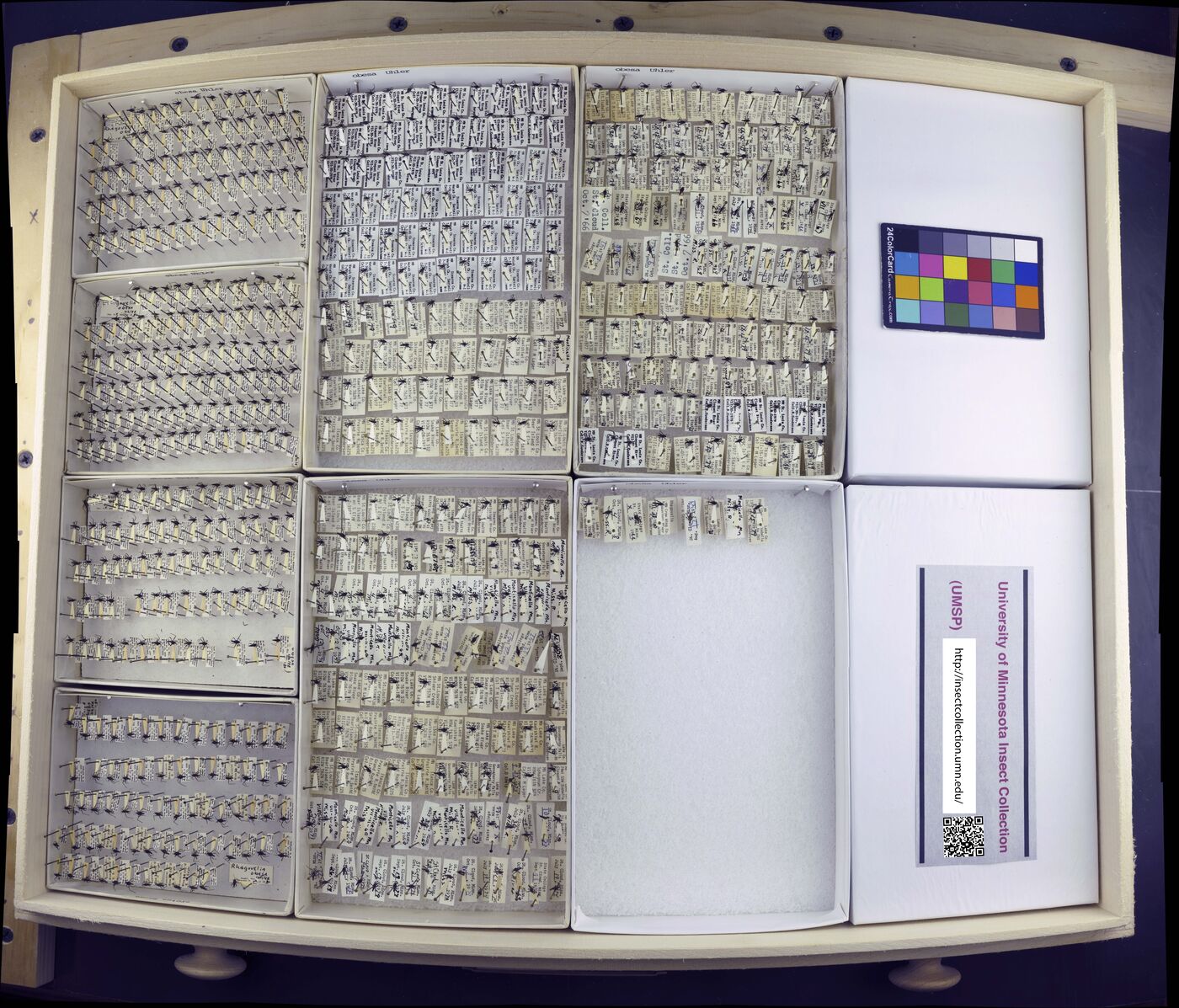 Rhagovelia obesa image