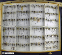 Media resource of Pelecinus polyturator